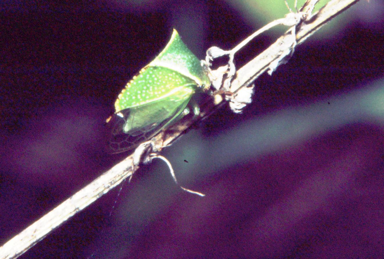 Homoptera - Membracidae: cicalina bufalo